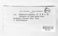 Picipes rhizophilus image